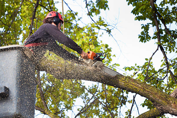 Best Lawn Watering Services  in Bellevue, KY